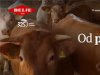 Podravka i Žito najizgledniji kupci Fortenovinog agrobiznisa, šanse za mađarskog i srpskog investitora u izbornoj godini nikakve
