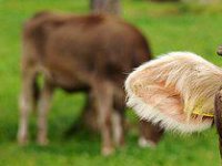 Obitelj Gašić gotovo dva desetljeća muku muči s istim problemom - poljoprivrednim zemljištem
