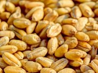 Cijene žitarica na burzama pod utjecajem situacije u Rusiji?