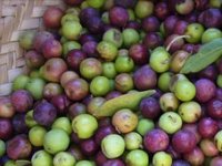 Puno je posla u maslinicima - kako obaviti rezidbu i prihranu?