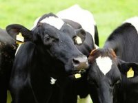 Unatoč krizi u stočarskom sektoru vlastitim sredstvima gradi farmu