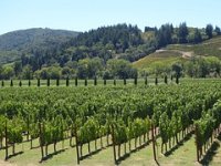 Vinarija Siber ima svoje adute za Decanter 2023., poslat će dva vina