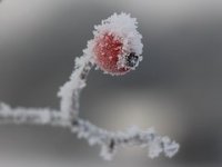 Samo 30 % voćnjaka ima antifrost sustave