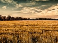 Industrijska je poljoprivreda devastirala 75 % bioraznolikosti