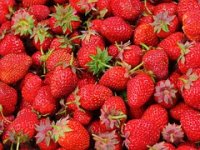 'Uzgoj jagoda zaustavio bi iseljavanje iz brdsko-planinskih područja'