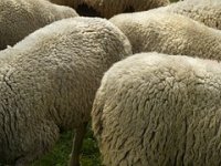 Sve je manje krava i svinja, a raste broj koza i ovaca