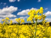 Spas za pčelare nakon mraza: Uljana repica diže sezonu, ali skriva i opasnost