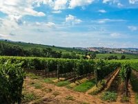 Za osiguranje usjeva čak četiri puta više zahtjeva