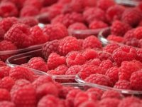 Proizvodnja malina u Hrvatskoj - tko su TOP 10 uzgajivača?