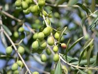 Turisti plaćaju 100 eura da bi brali masline i vozili se traktorom!