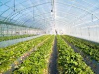 Nenad Usorac: Bolje je biti najgori gazda nego najbolji sluga