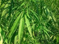 Bili smo na kavi s uzgajivačem konoplje Ivanom Bartolom: ‘U ovoj biljci je budućnost, samo bi naš zakon trebalo mijenjati’