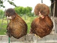 Još jedna kokoš s domovnicom