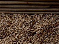 Izvozimo domaće prvoklasno sjeme jeftino, a uvozimo preskupo slabije kakvoće od navedene u certifikatu