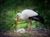 S Centrom za posjetitelje Park prirode Lonjsko polje postaje perjanica turizma