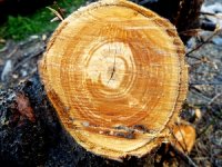 Drvna biomasa Slavoniji bi mogla vratiti ljude i donijeti bolje dane