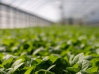 Proizvodnja u staklenicima sigurnija: Bolji prinos i kvaliteta biljaka