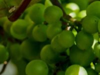 Berba graševine: Urod rekordan, cijena otkupa 1 EUR, satnica od 6 do 7 EUR