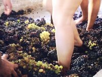 Kiše i bolesti vinove loze zamalo “potopile” vinare