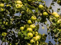 Mali poljoprivrednici bacaju svoje voće dok istovremeno uvoz raste