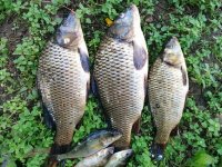 Šarana, smuđa i štuke ima dovoljno za Uskrs i do ljeta