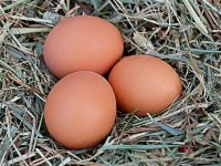 Mali farmer s Vira i njegove zlatne koke