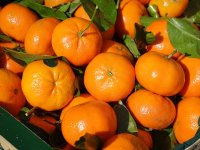 Očekuju 60.000 tona mandarina, ali samovolja trgovaca uništava zaradu