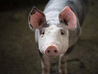 Eko farma crnih slavonskih svinja Domagoja Vide u utrci za najbolji arhitektonski projekt