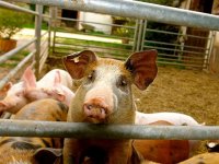 Izvanredna potpora: EK odobrila 2,5 milijuna eura za stočarstvo