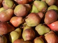 Prognosfruit 2024 predviđa pad proizvodnje jabuka, ali ne i kruške