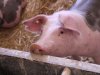 Farma Sokolovac ponovo u punom kapacitetu: Stiže im 10.730 svinja