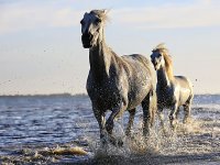 Kako je kupanje s konjima postalo hit na Murteru