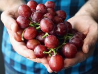 Najranija berba grožđa u povijesti vinogradarstva na Plešivici