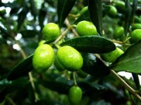 U Puli otvoren prvi muzej maslinarstva u Hrvatskoj