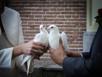 Priča o Dalmatincu koji je od hobija napravio posao, a svoje golubove pretvorio u zvijezde vjenčanja: 'Kada sam mladoj s Čiova javio što su ptice uradile, skakala je od sreće!'