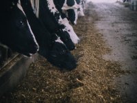 Isplata potpora za junice u iznosu od 65 milijuna kuna krajem prosinca