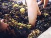Proizvođači grožđa i vina moraju uvoditi nove sorte zbog klimatskih izazova