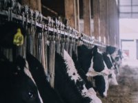 Miroslav Purić: U poljoprivredi opstaju uporni, mora se povezati ratarstvo i stočarstvo