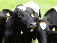 Stočari ne žele cijepiti svoju stoku protiv bolesti kvrgave kože