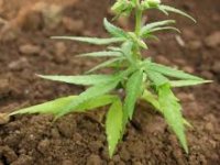 KUTJEVO - Moralić opet na čelu Uprave, okreće se industrijskoj konoplji