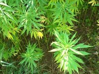 U budućnosti i konoplja među autohtonim paškim proizvodima