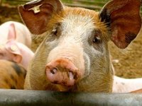 Unatoč afričkoj svinjskoj kugi porastao broj svinja i krmača u Hrvatskoj?