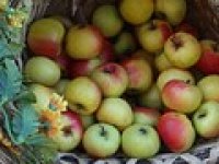 Goranski voćari se zasad izvukli, štete zbrajaju stočari