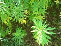 [30 ispod 30] Zvonimir Kalić: Želim hrvatske mlade poljoprivrednike plasirati visoko u njedra Europe