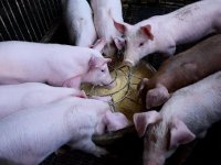 Urušava se domaće stočarstvo: izvoz stao, potražnje nema - kome prodati svinje i junad?