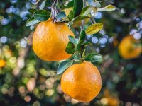 U dolini Neretve nam je 98 posto nasada pod mandarinom, najveći je 10 hektara