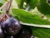 Mongolske borovnice i banane uz kukuruz