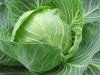 Sve kraća vegetacija i dostupnost kupusnjača na tržištu