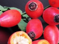 Darko Pešutić ima pet tisuća sadnica šipka, a pekmez koji proizvode posebna je priča