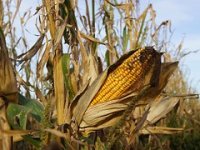 Slabiji prinosi kukuruza, zbog visokih temperatura siliranje počelo ranije
